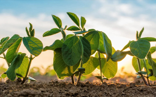 molybdenum in agriculture